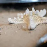 Solvis * Ostseeheilbad Zingst